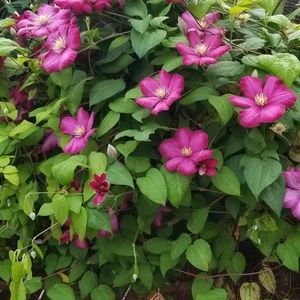 Meet your Posher, Farida